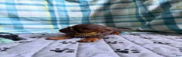 Miniature Dachshund dogs for sale: Smooth Coat Dachshund Male Puppy chocolate and tan - Ad 9