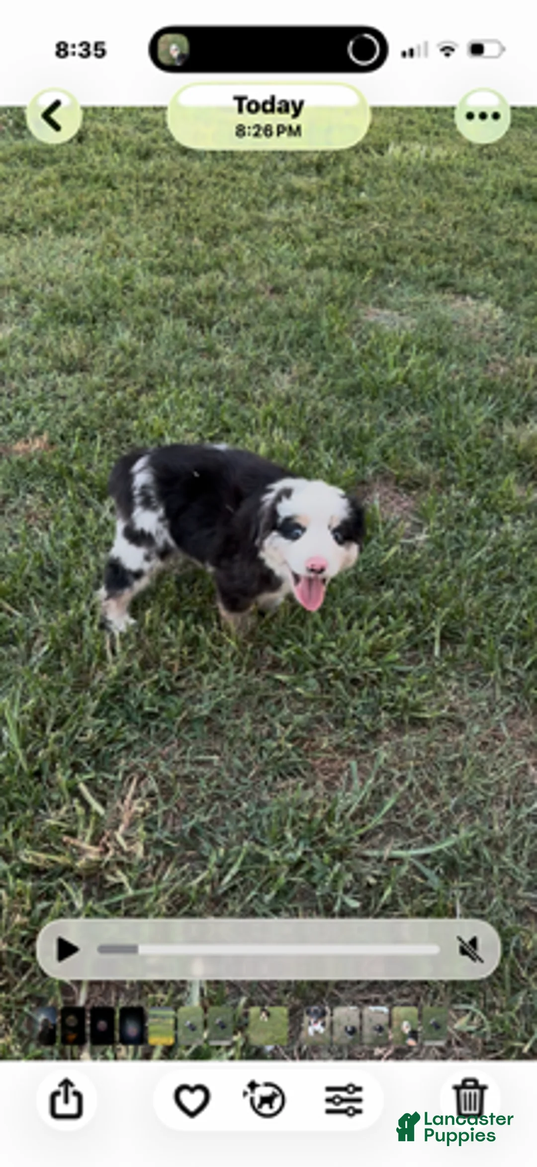 Miniature Australian Shepherd dogs for sale: Drover - Ad 1