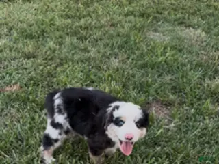 Miniature Australian Shepherd dogs Drover - Ad 14