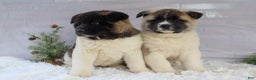 Akita dogs for sale: Trevor - Ad 40