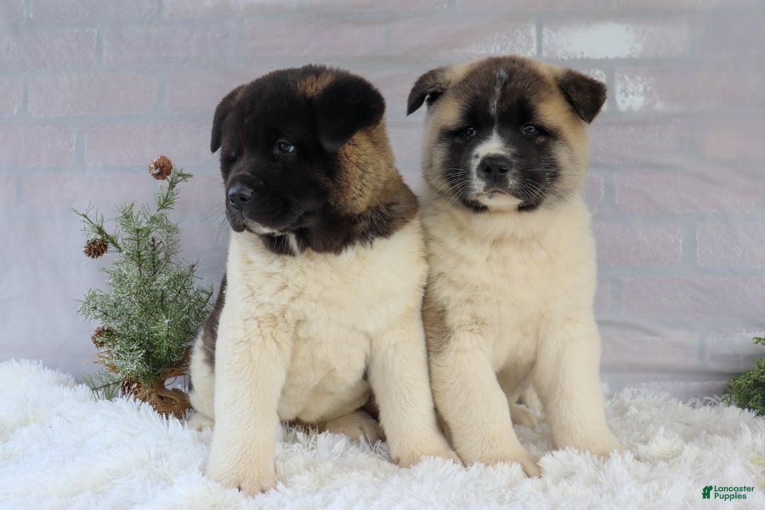 Akita dogs for sale: Trevor - Ad 40