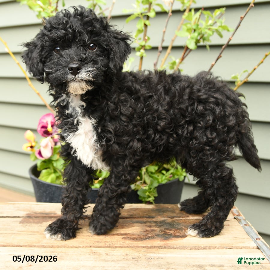 Shihpoo dogs Baxter - Ad 2