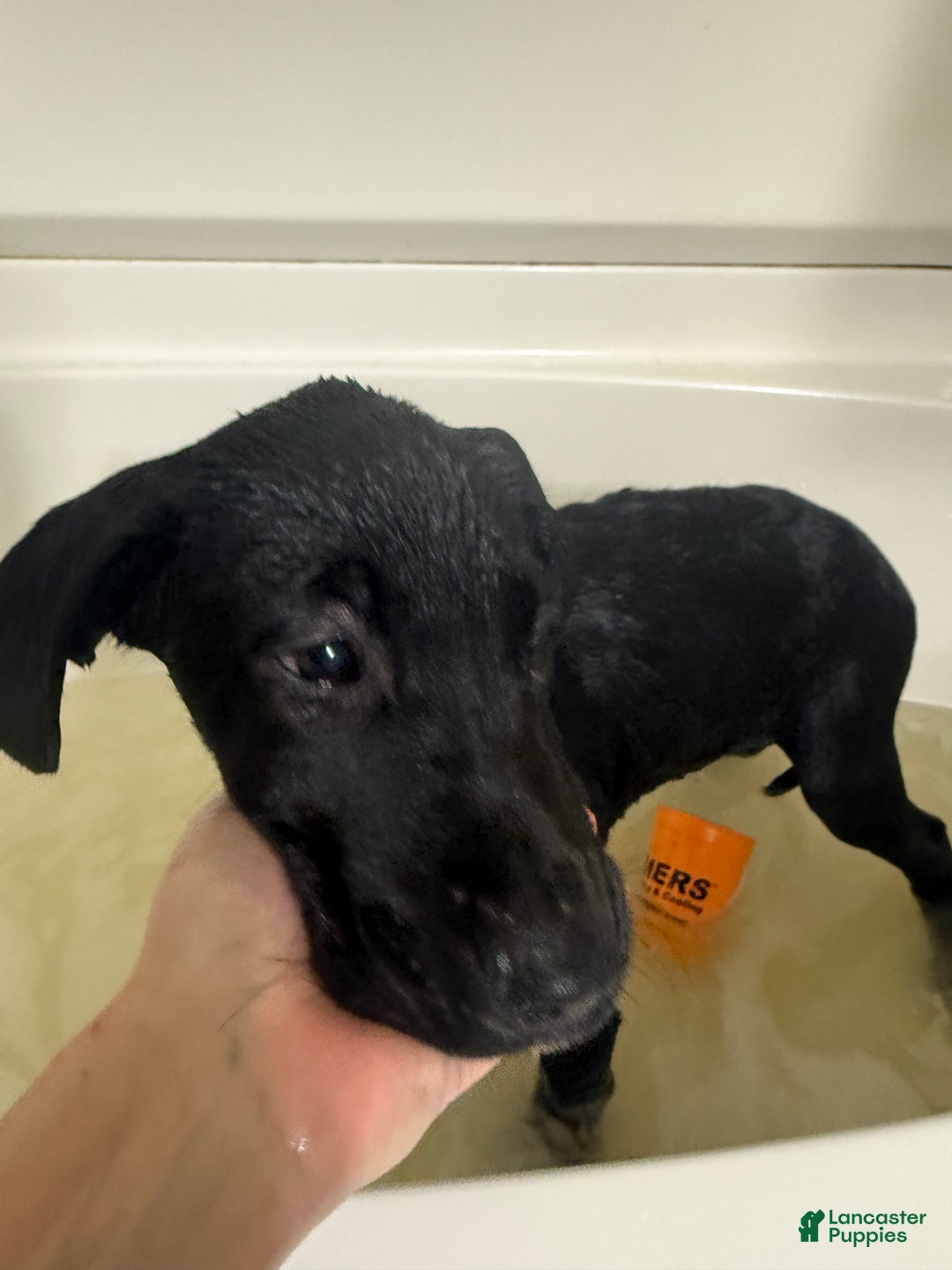 Mixed Breed dogs for sale: Puma - Ad 3