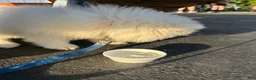 Samoyed dogs for sale: Samoyed Puppy 1 - Ad 5