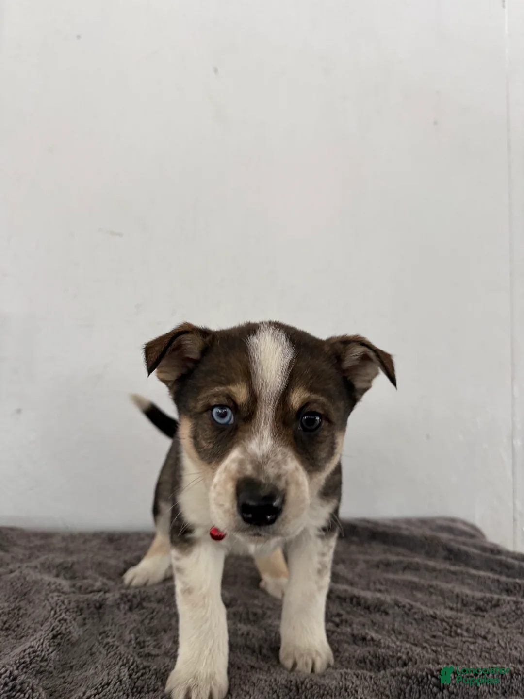 Mixed Breed dogs for sale: Ambre’ - Ad 1