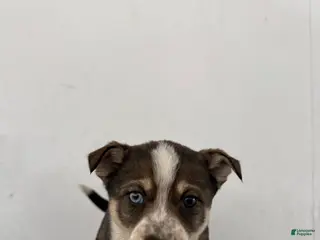 Mixed Breed dogs Ambre’ - Ad 41