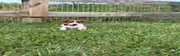 Jack Russell Terrier dogs for sale: Colt - Ad 5