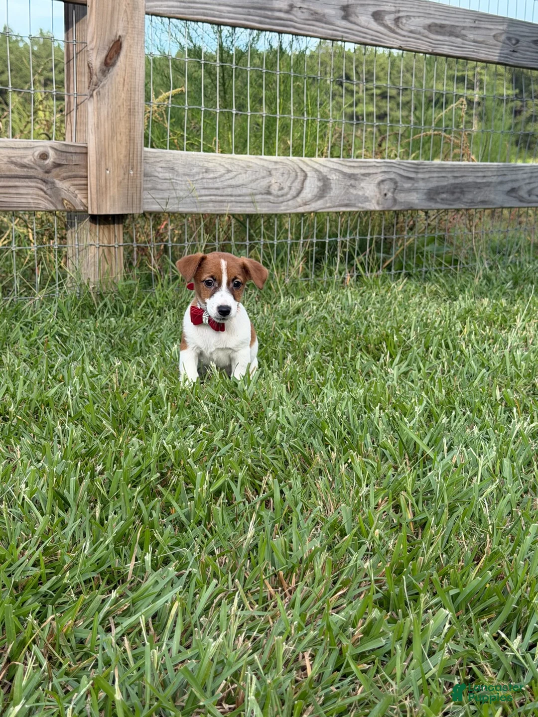Jack Russell Terrier dogs for sale: Colt - Ad 5