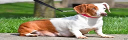 Dachshund dogs for sale: Tyler  - Ad 10