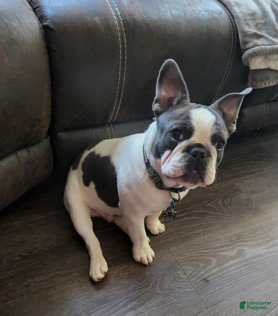 French Bulldog dogs for sale: French Bulldog Puppy 1 - Ad 6