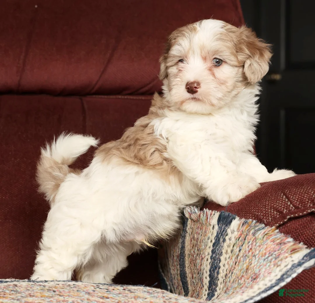 Havapoo dogs for sale: Buster - Ad 5