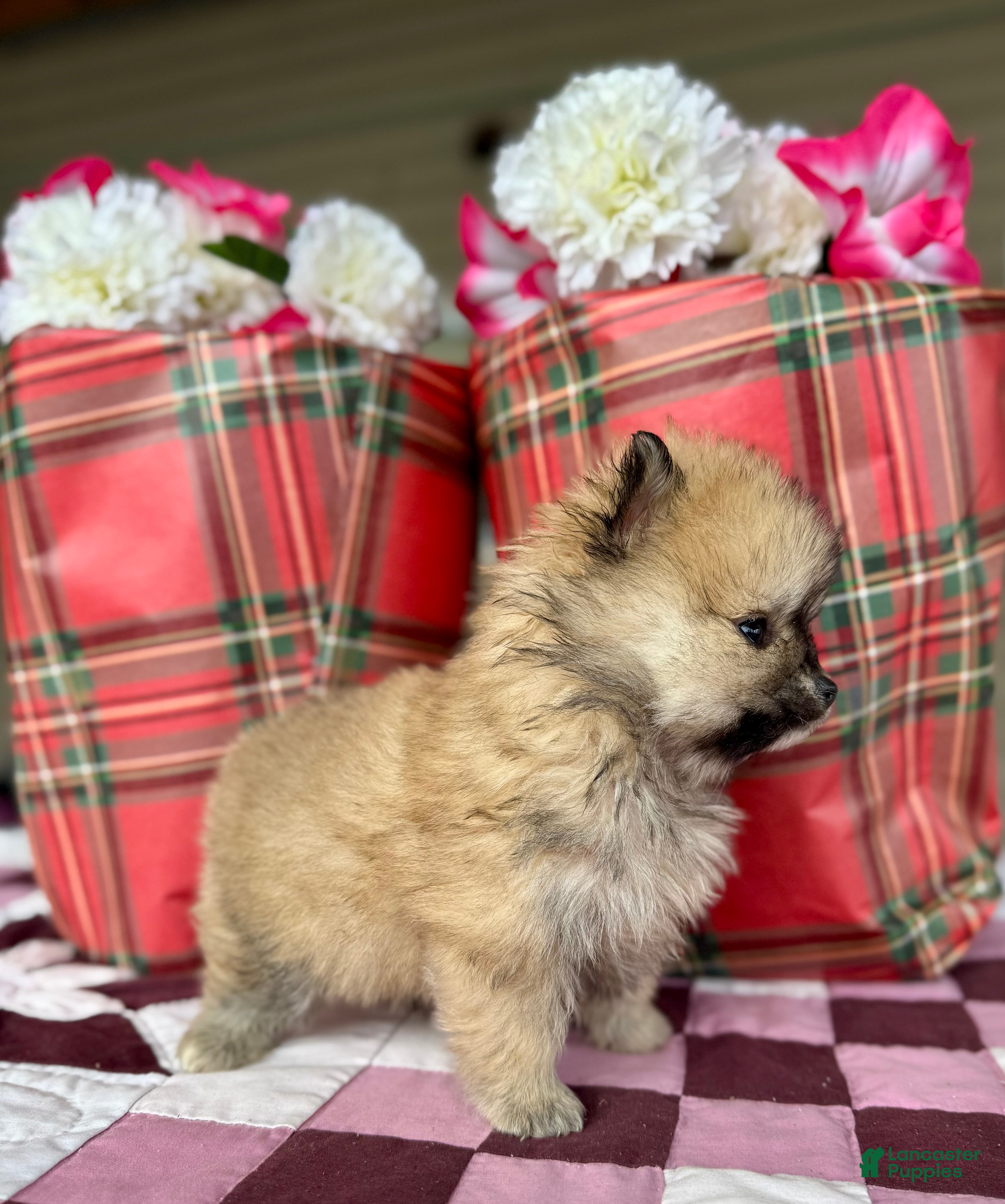 Pomeranian dogs Chestnut - Ad 21