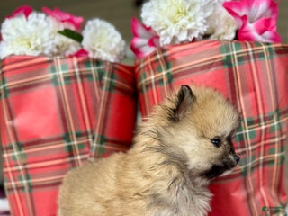 Pomeranian dogs Chestnut - Ad 17