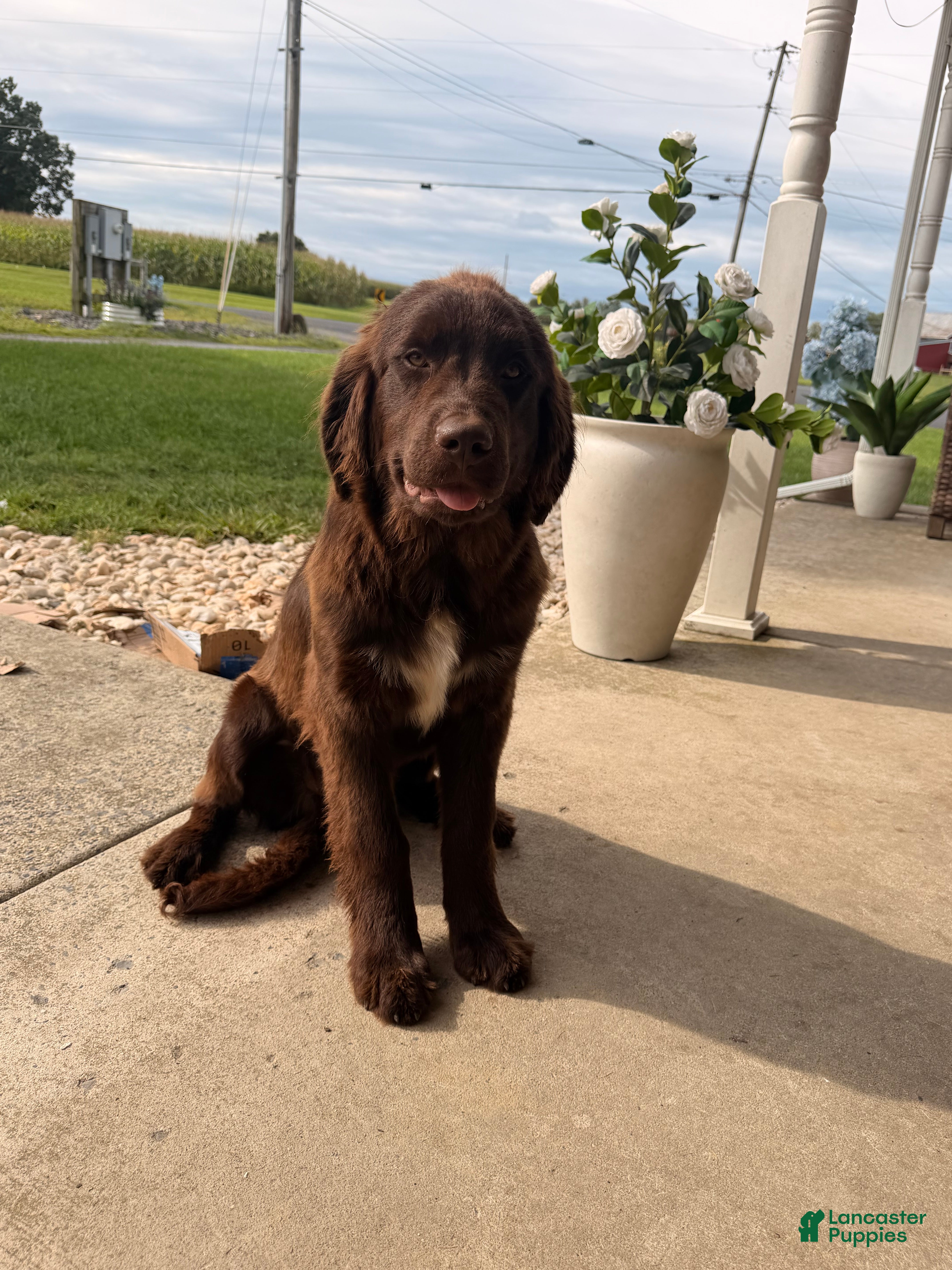 Newfoundland dogs Lena - Ad 2