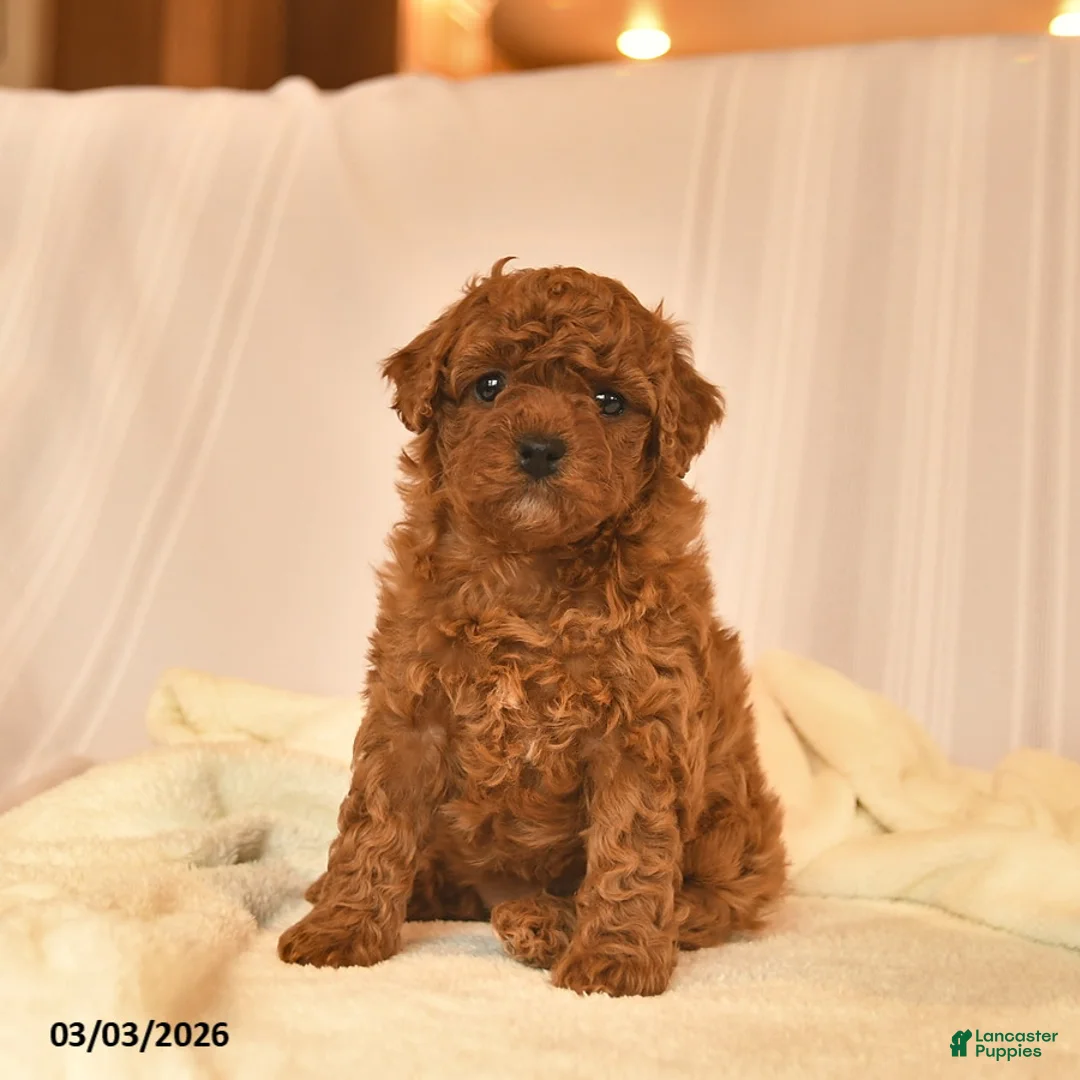Toy Poodle dogs for sale: Esther  - Ad 1