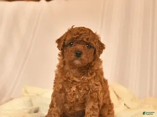Toy Poodle dogs for sale: Esther - Ad 1