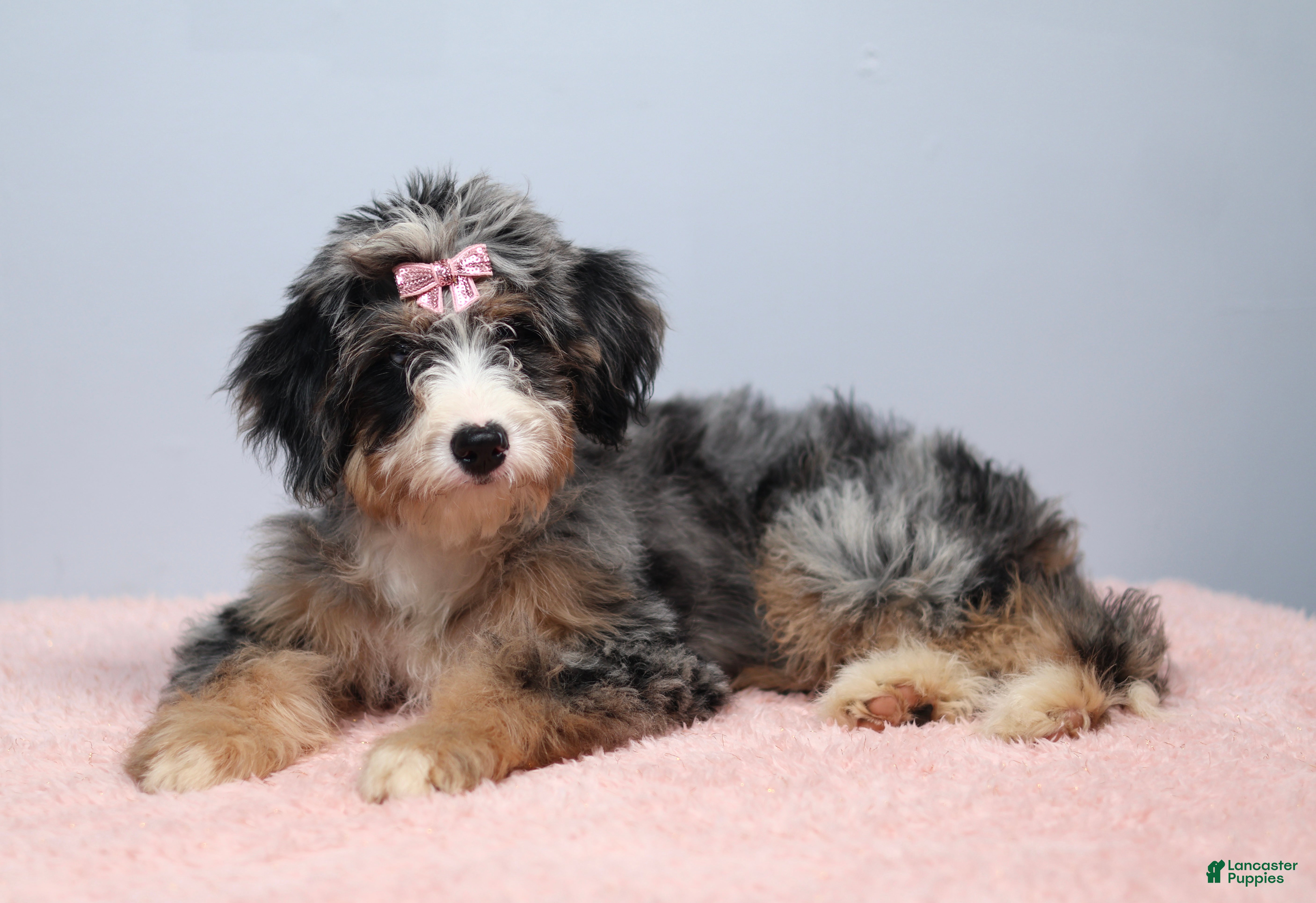 Mini Bernedoodle dogs Fern  - Ad 2