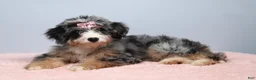 Mini Bernedoodle dogs for sale: Fern  - Ad 2