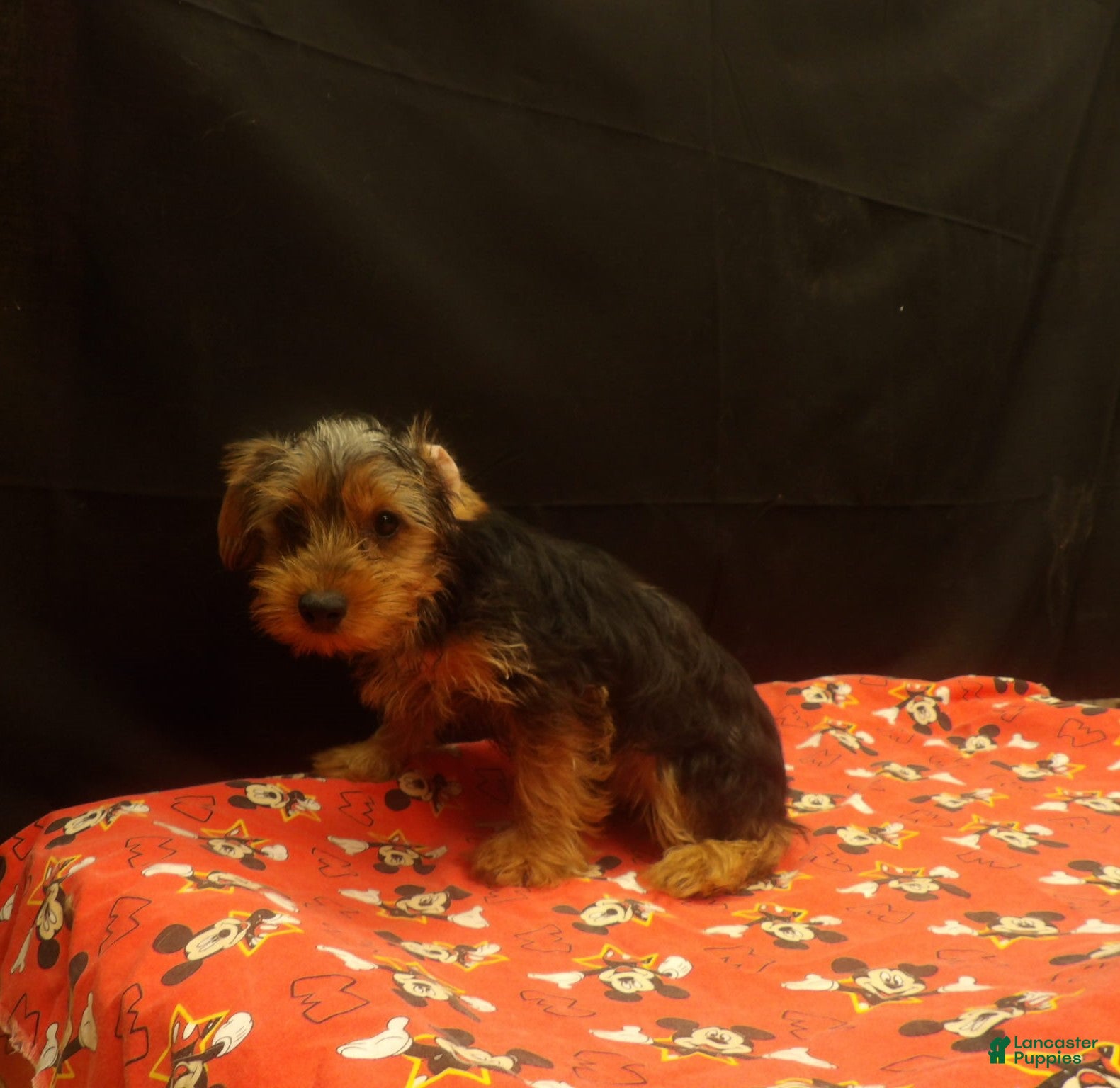 Yorkshire Terrier dogs for sale: Stevie - Ad 26