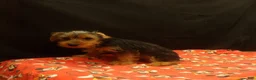 Yorkshire Terrier dogs for sale: Stevie - Ad 1