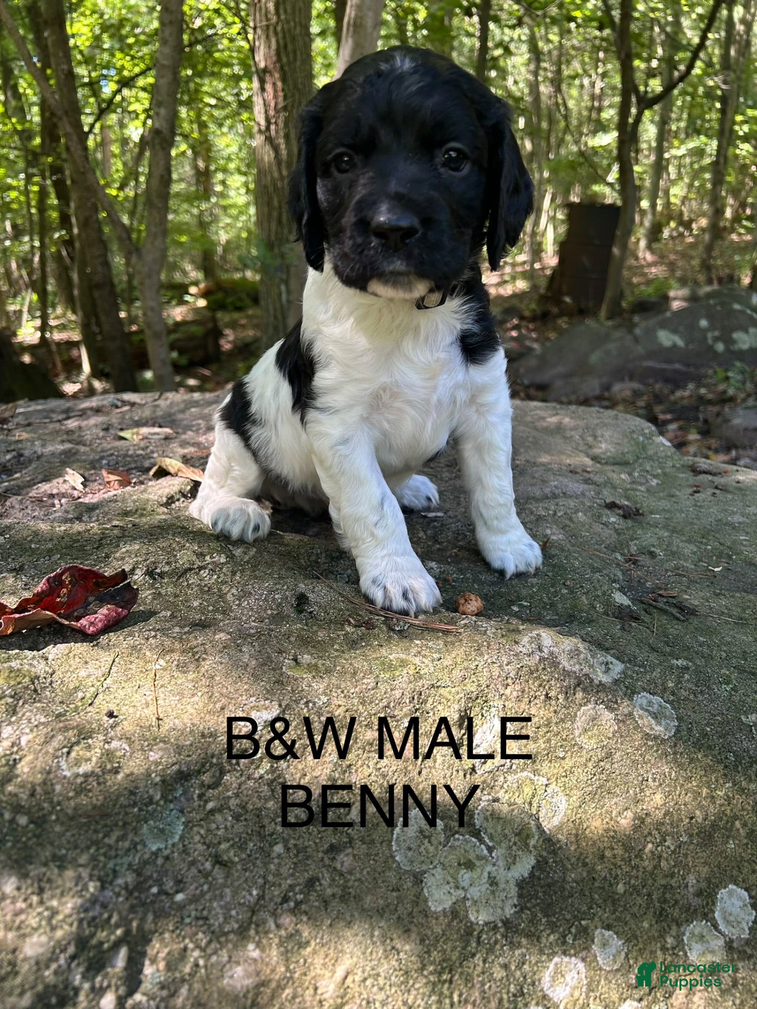 English Springer Spaniel dogs English Springer Spaniel 6 - Ad 1