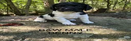 English Springer Spaniel dogs for sale: English Springer Spaniel 6 - Ad 3