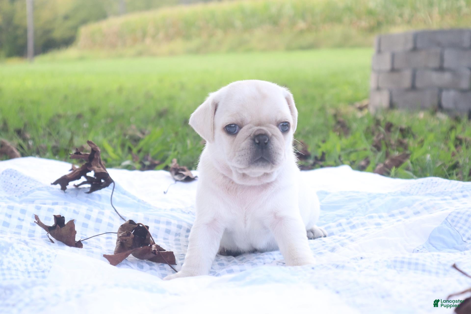 Pug dogs for sale: Chai -female- - Ad 3
