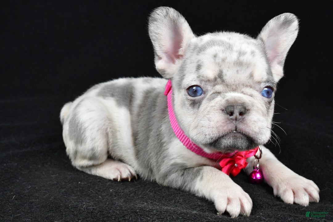 French Bulldog dogs for sale: Krissey - Ad 1