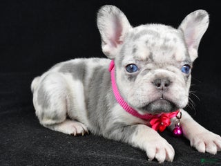 French Bulldog dogs Krissey - Ad 10