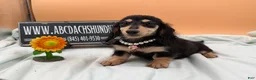 Miniature Dachshund dogs for sale: Carrie’s chocolate  will be 6 lbs- Sale - Ad 6