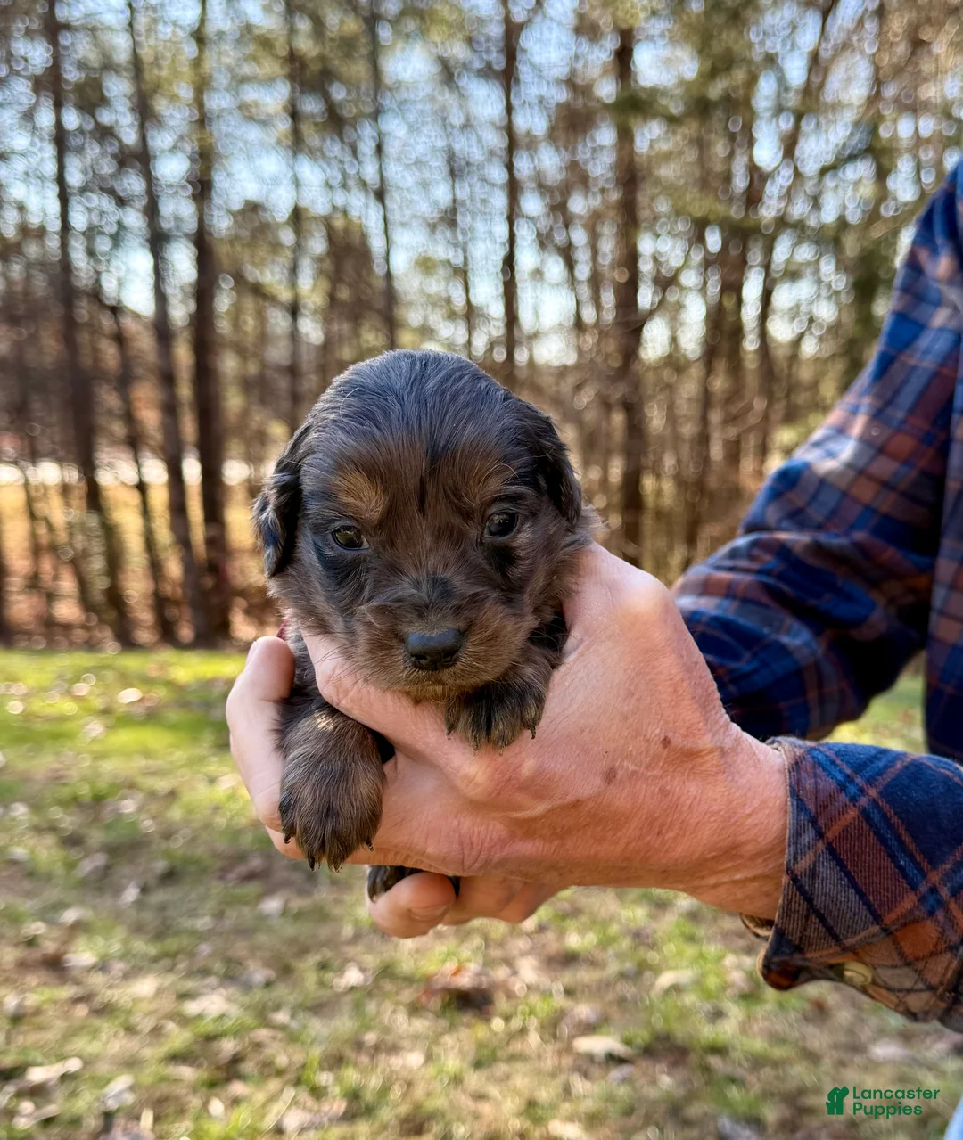 Goldendoodle dogs for sale: Goldendoodle Puppy 3 - Ad 1