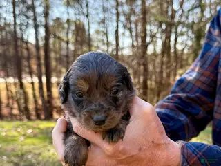 Goldendoodle dogs Goldendoodle Puppy 3 - Ad 10