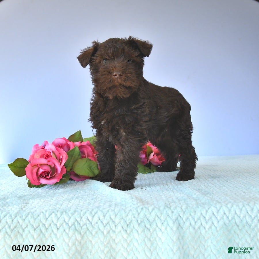 Miniature Schnauzer dogs Mac  - Ad 1