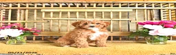 Cavapoo dogs for sale: Lester - Ad 3