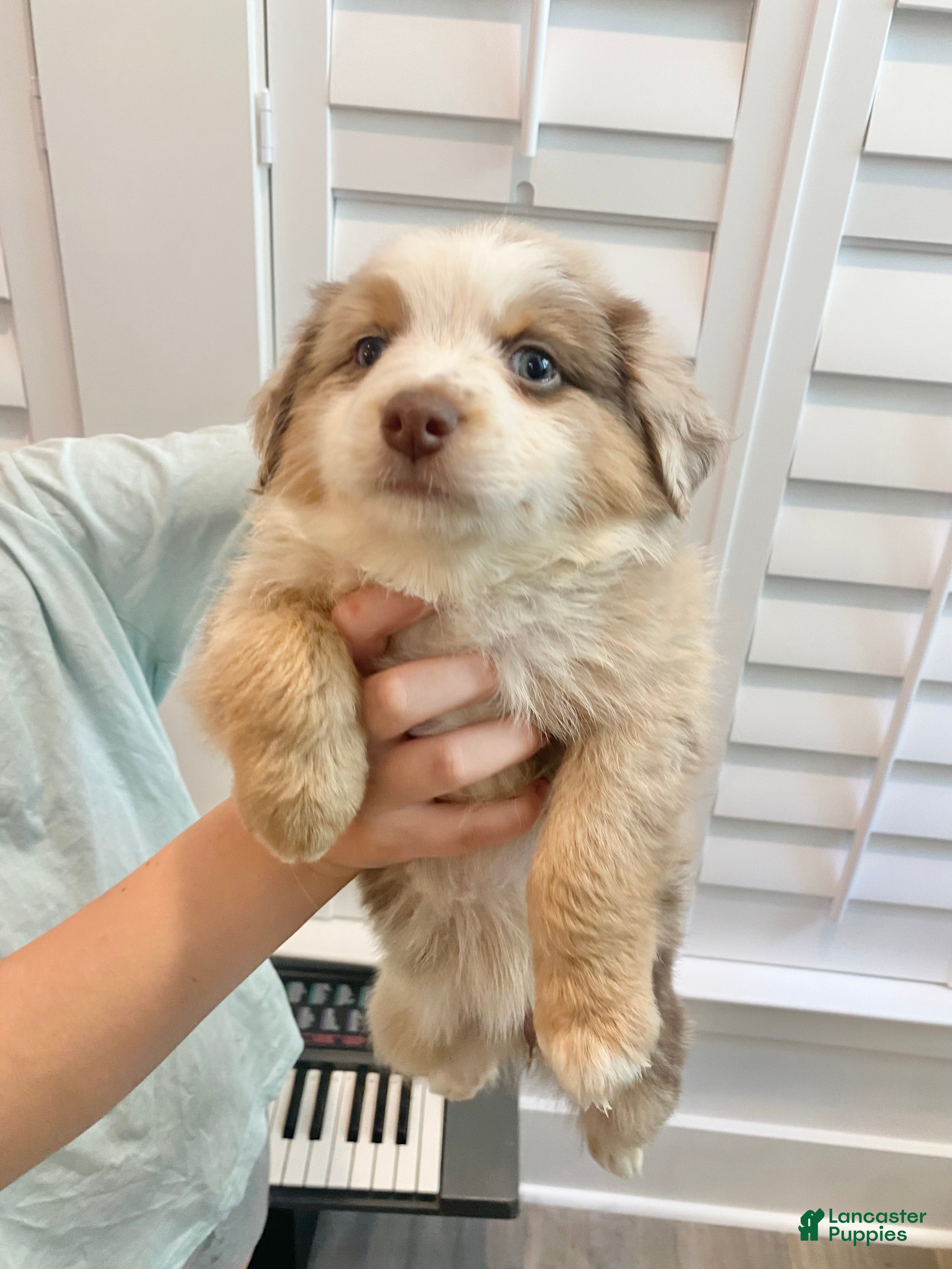 Australian Shepherd dogs Darlington - Ad 2
