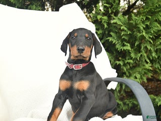 Doberman Pinscher dogs - Ad 14