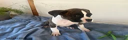 Boxer dogs for sale: Rambo - Ad 6