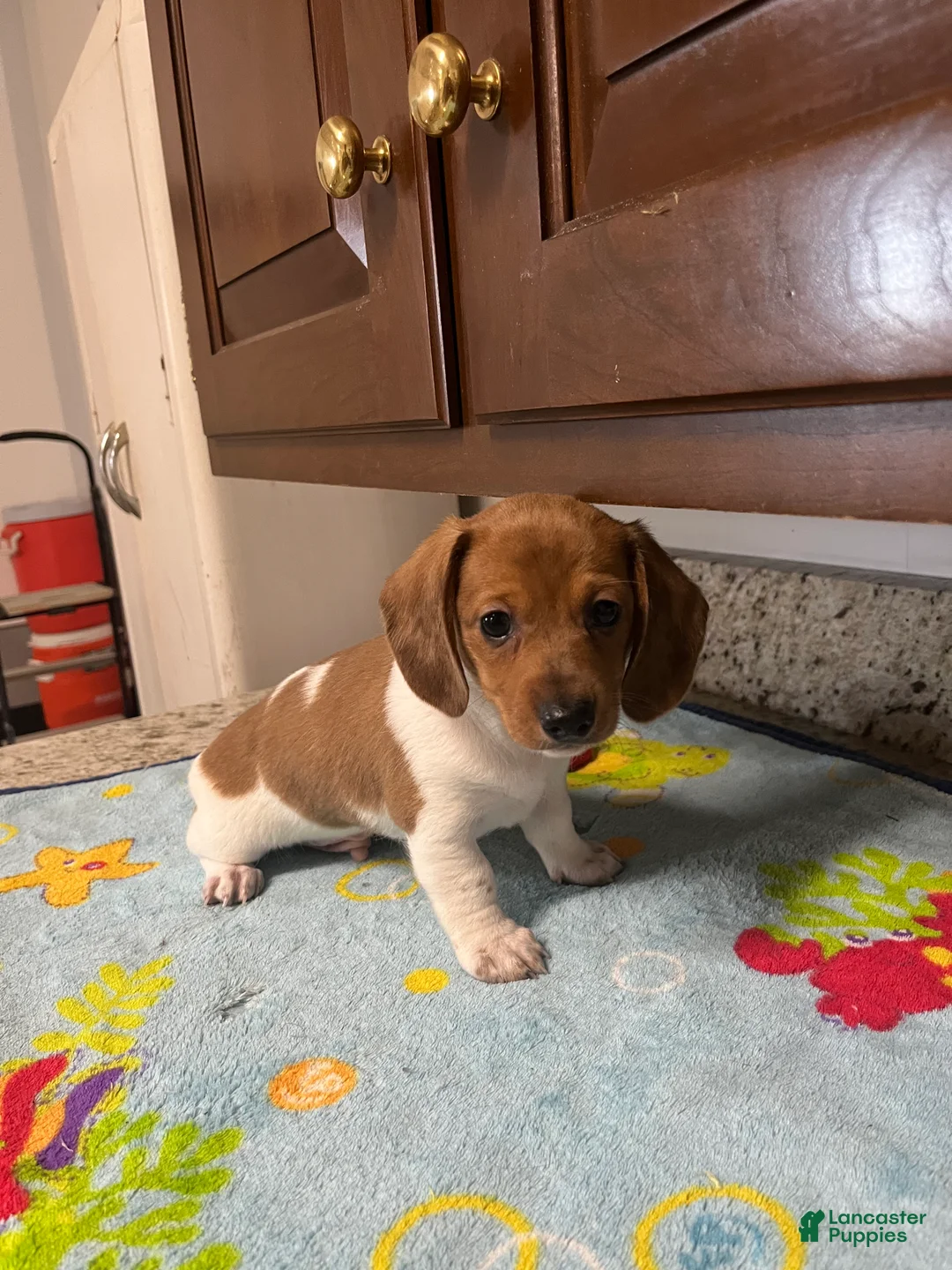 Miniature Dachshund dogs for sale: Ayaan  - Ad 1
