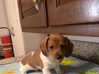 Miniature Dachshund dogs for sale: Ayaan - Ad 2
