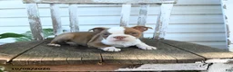 Boston Terrier dogs for sale: Bella   - Ad 5