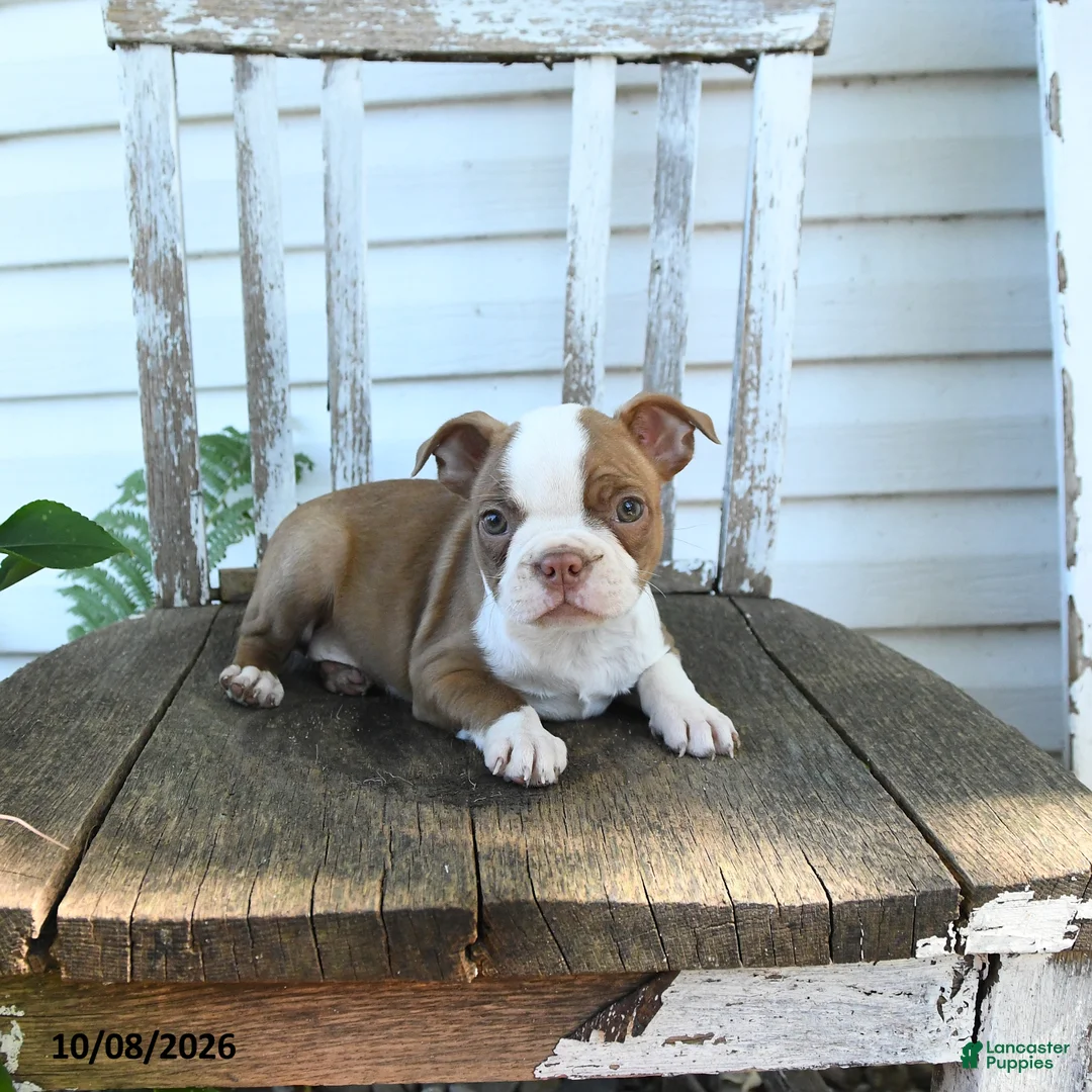 Boston Terrier dogs for sale: Bella   - Ad 5