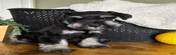 Miniature Schnauzer dogs for sale: Titan - Ad 3