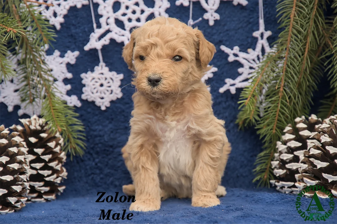 Mini Goldendoodle dogs for sale: Zolon - Ad 1