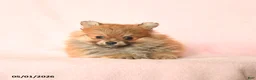 Pomeranian dogs for sale: Daisy - Ad 2