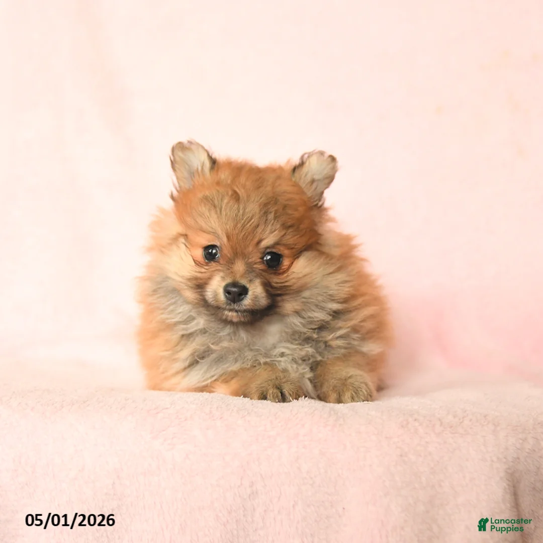 Pomeranian dogs for sale: Daisy - Ad 2