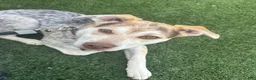 Mixed Breed dogs for sale: Spot - Ad 2