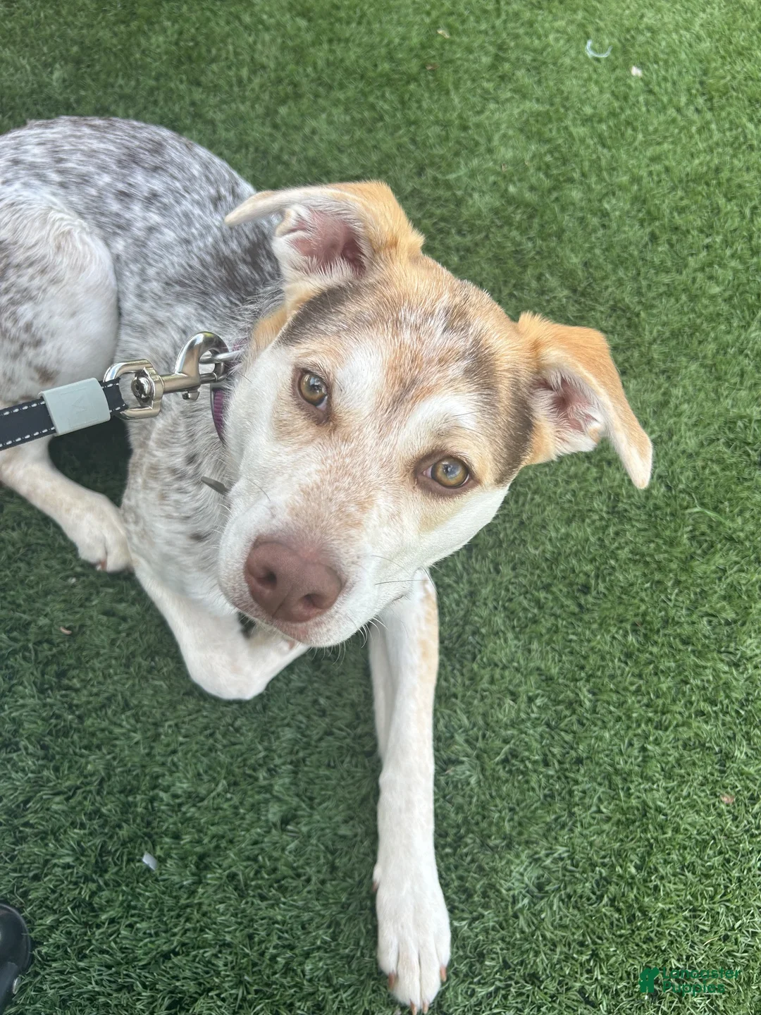 Mixed Breed dogs for sale: Spot - Ad 2