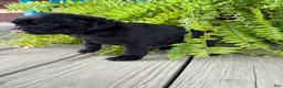 Pug dogs for sale: Pete - Ad 3
