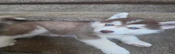 Pomsky dogs for sale: Piper - Ad 3