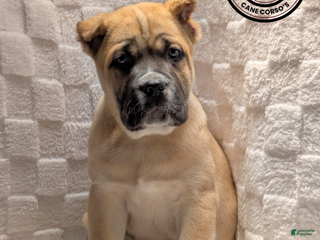 Cane Corso dogs Light Green - Ad 14